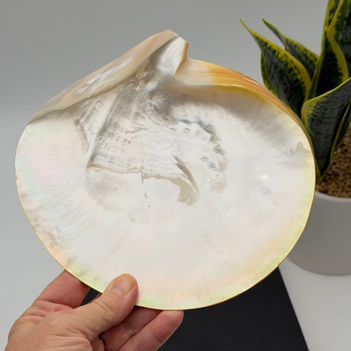 Vintage Asian Moon Scallop Shell Footed Dish Mother of Pearl Iridescent Trinket