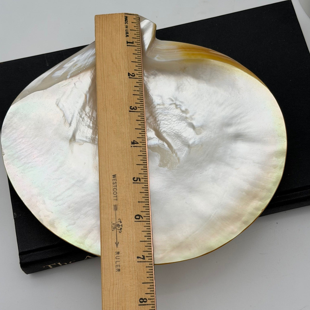 Vintage Asian Moon Scallop Shell Footed Dish Mother of Pearl Iridescent Trinket
