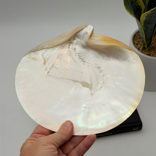 Vintage Asian Moon Scallop Shell Dish Mother of Pearl Iridescent 3 Shell Feet