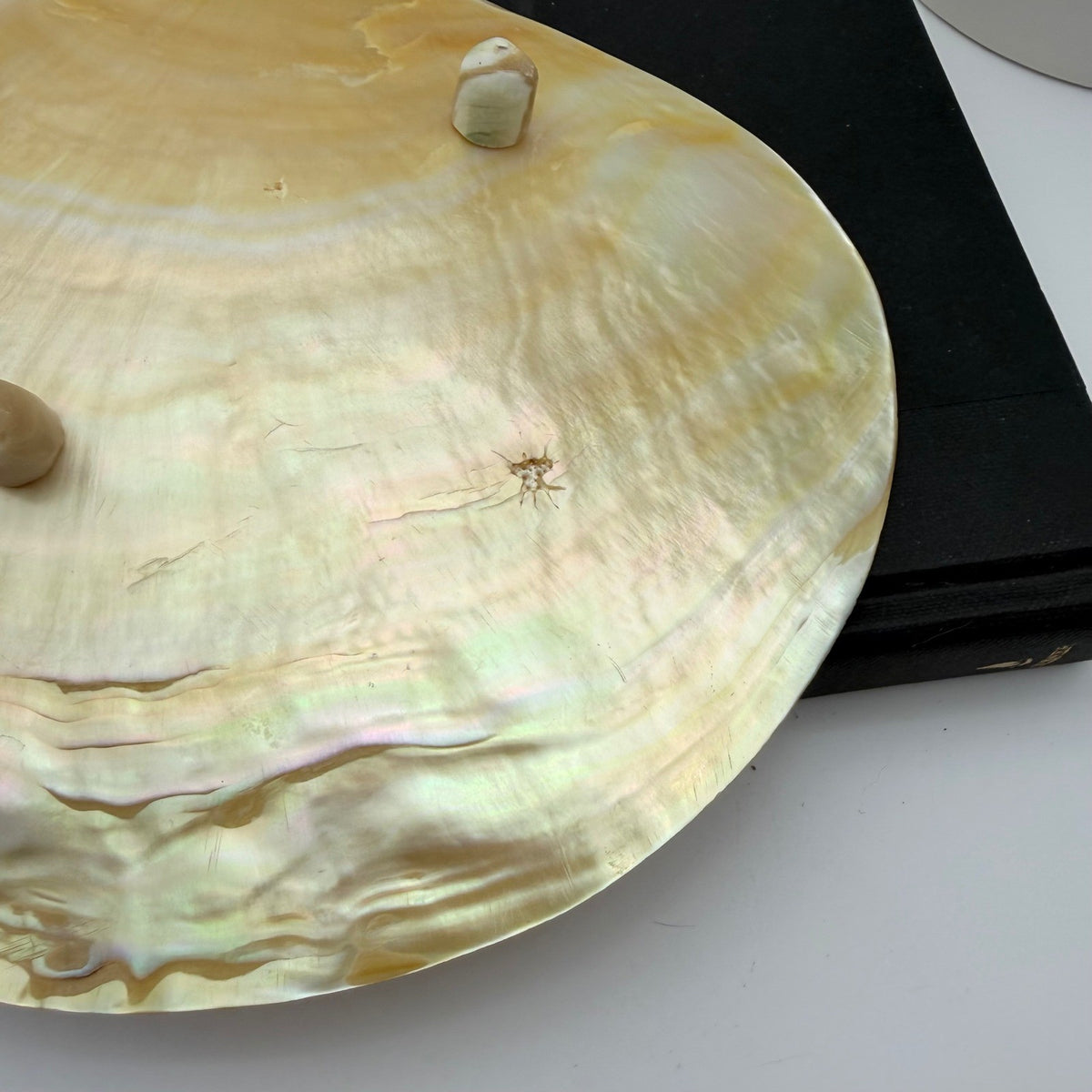 Vintage Asian Moon Scallop Shell Dish Mother of Pearl Iridescent 3 Shell Feet