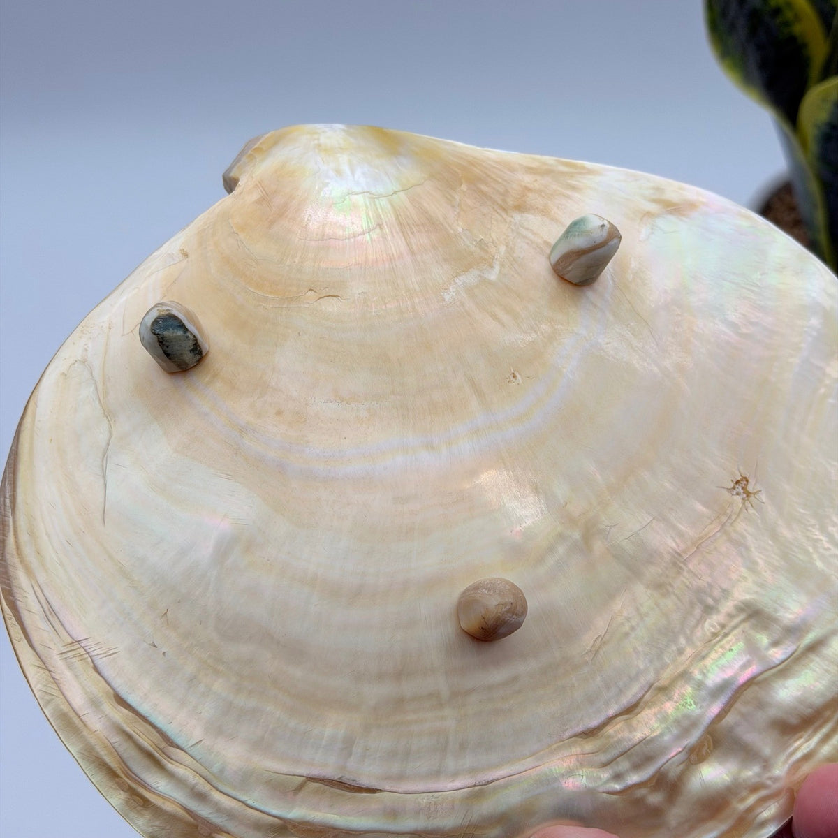 Vintage Asian Moon Scallop Shell Dish Mother of Pearl Iridescent 3 Shell Feet
